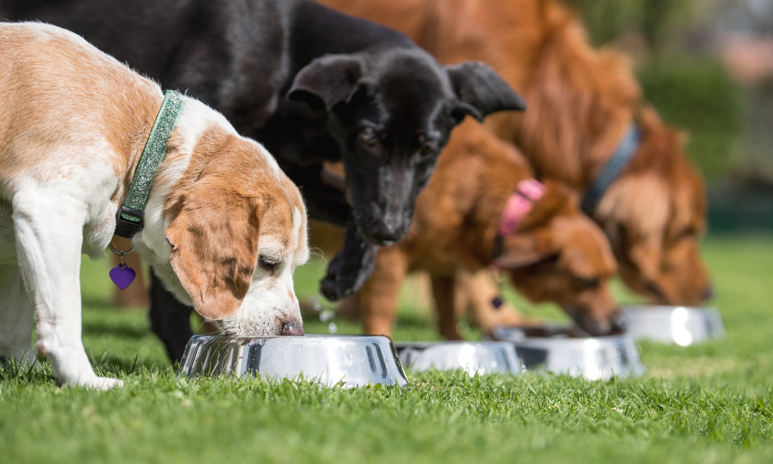 Help Your Dog With Resource Guarding