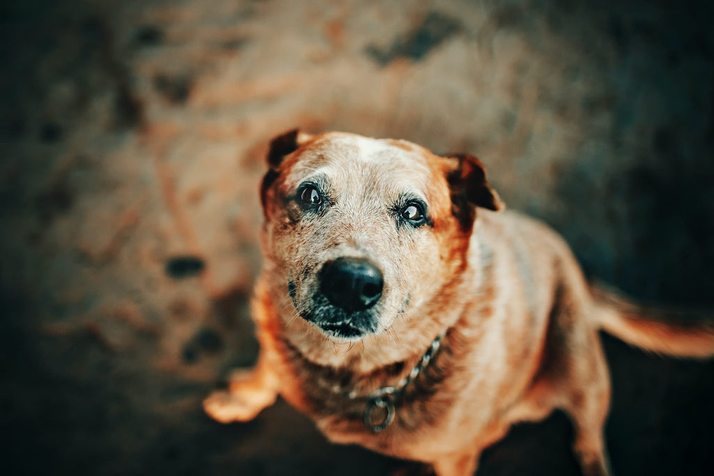 Why Adopting Senior Dogs Is The Best