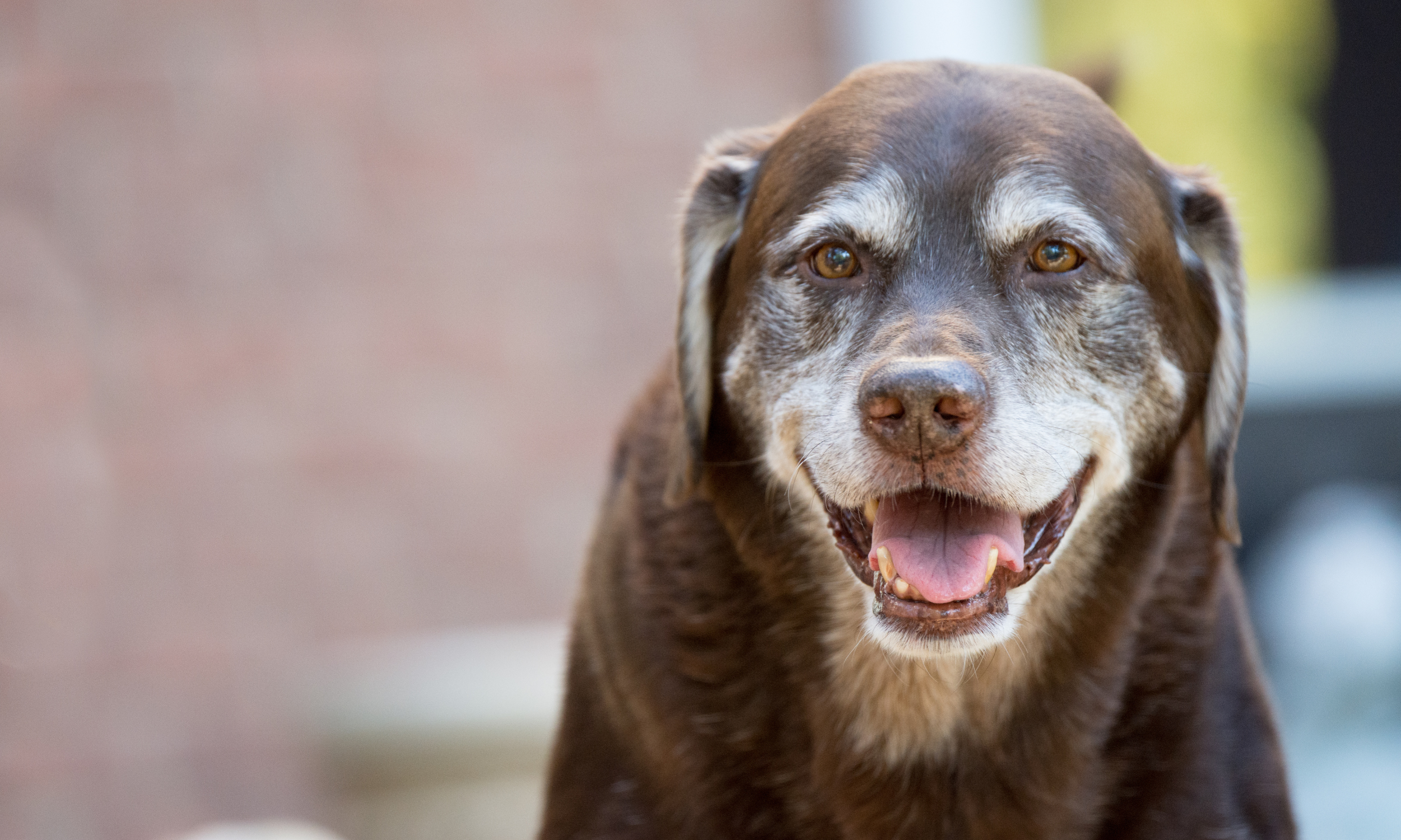 Why Adopting Senior Dogs Is The Best