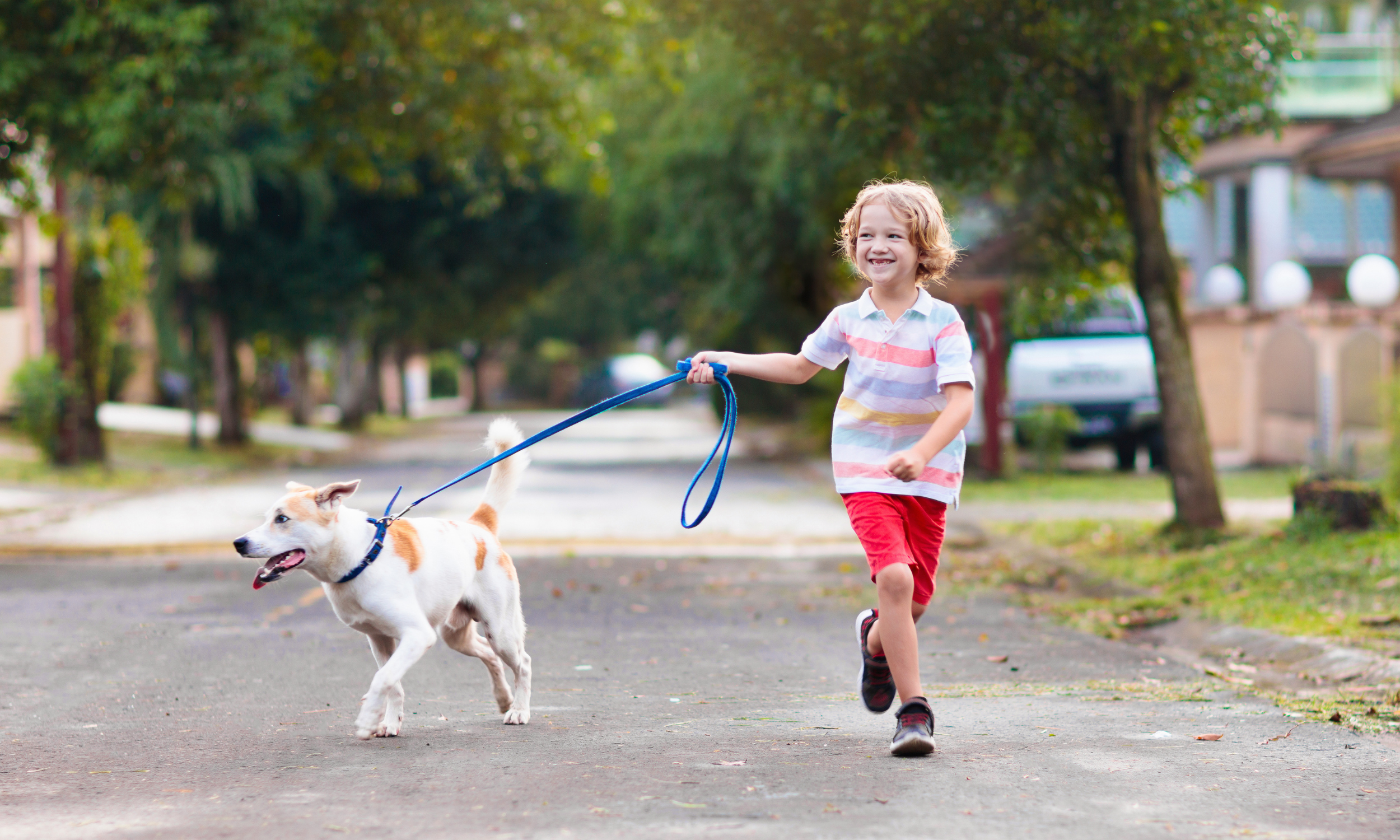5 Ways To Help Get Your Dog Ready For Back To School Life