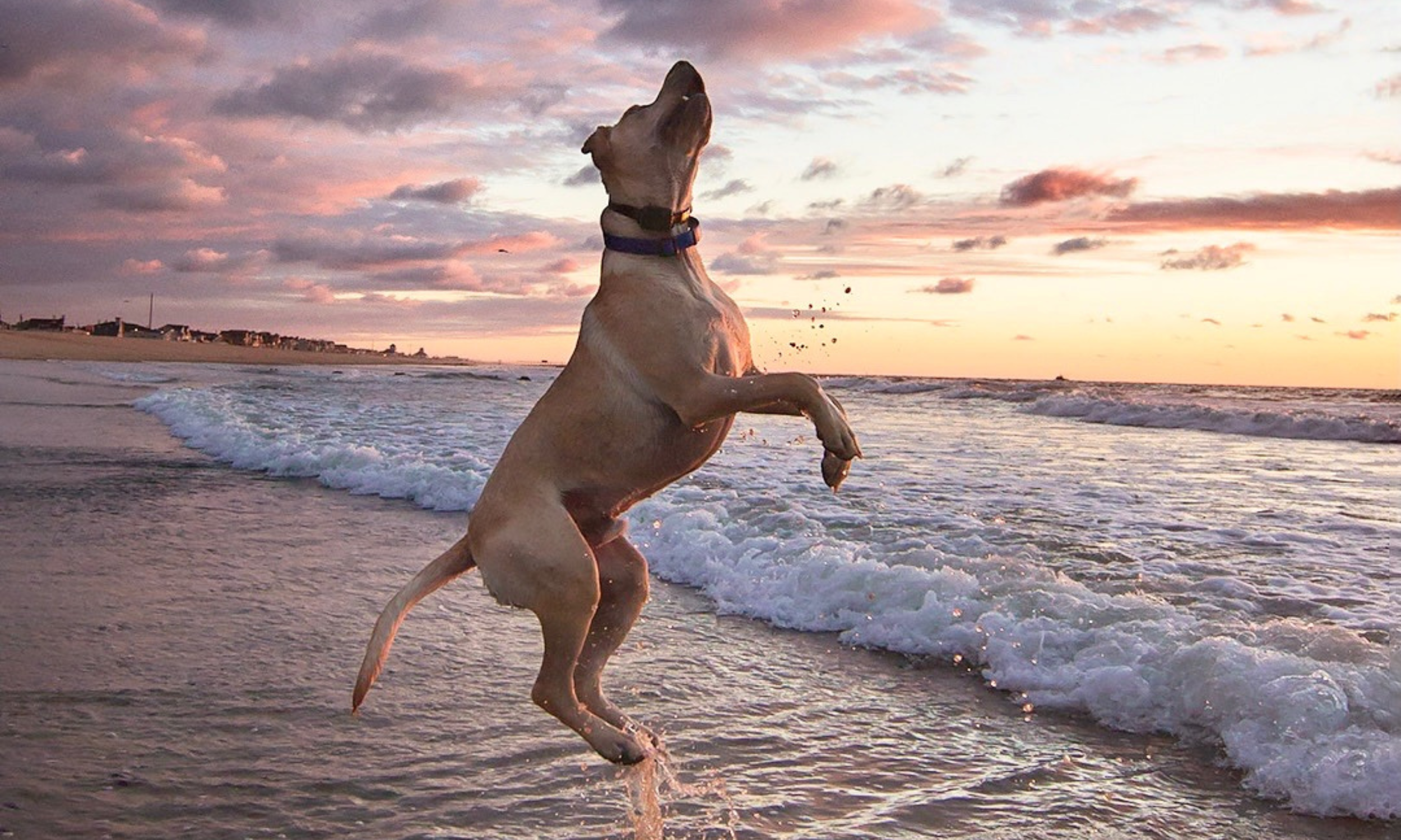 The Mutt Beach Story