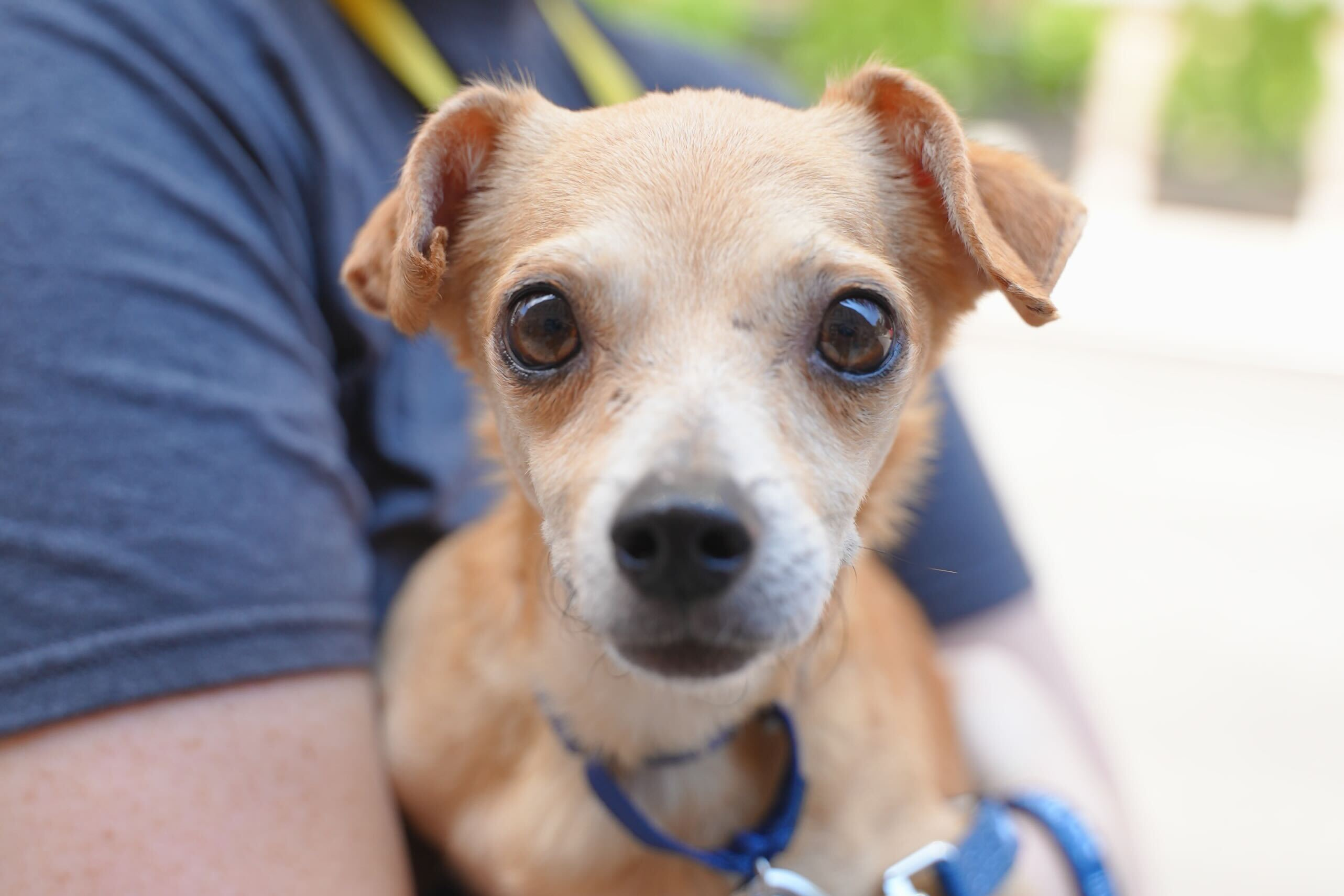 Think You Could Never Let a Foster Go? Read This.
