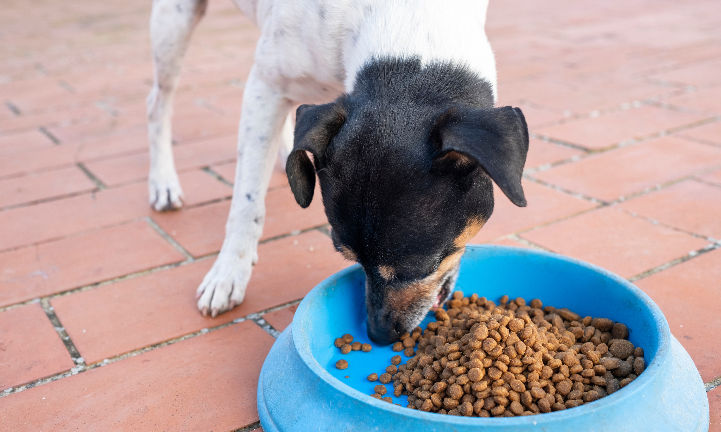 Kobe Henro, the Birth of a Pet Food Bank