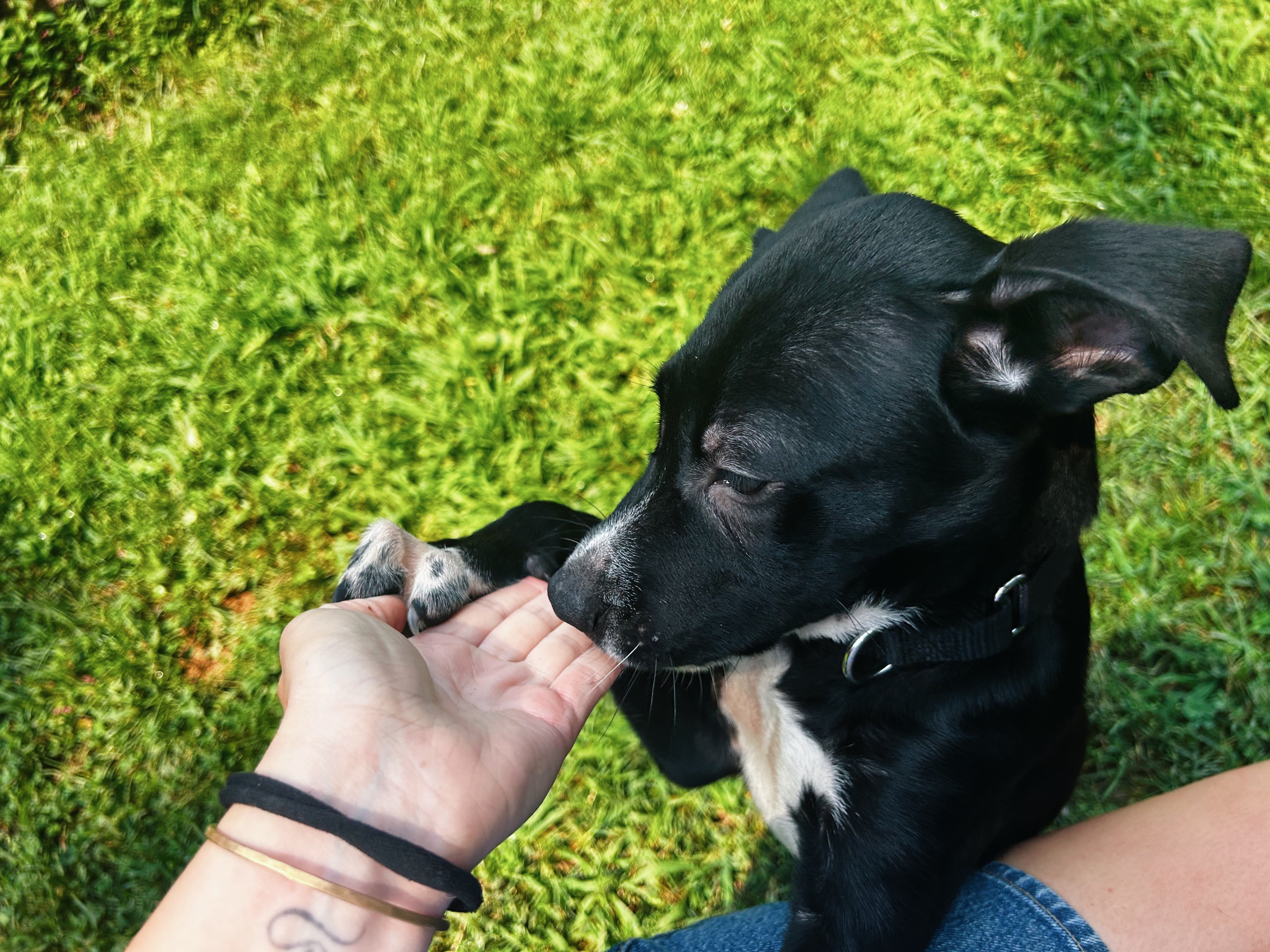 Lending a Paw: How You Can Help Rescue Dogs Near You