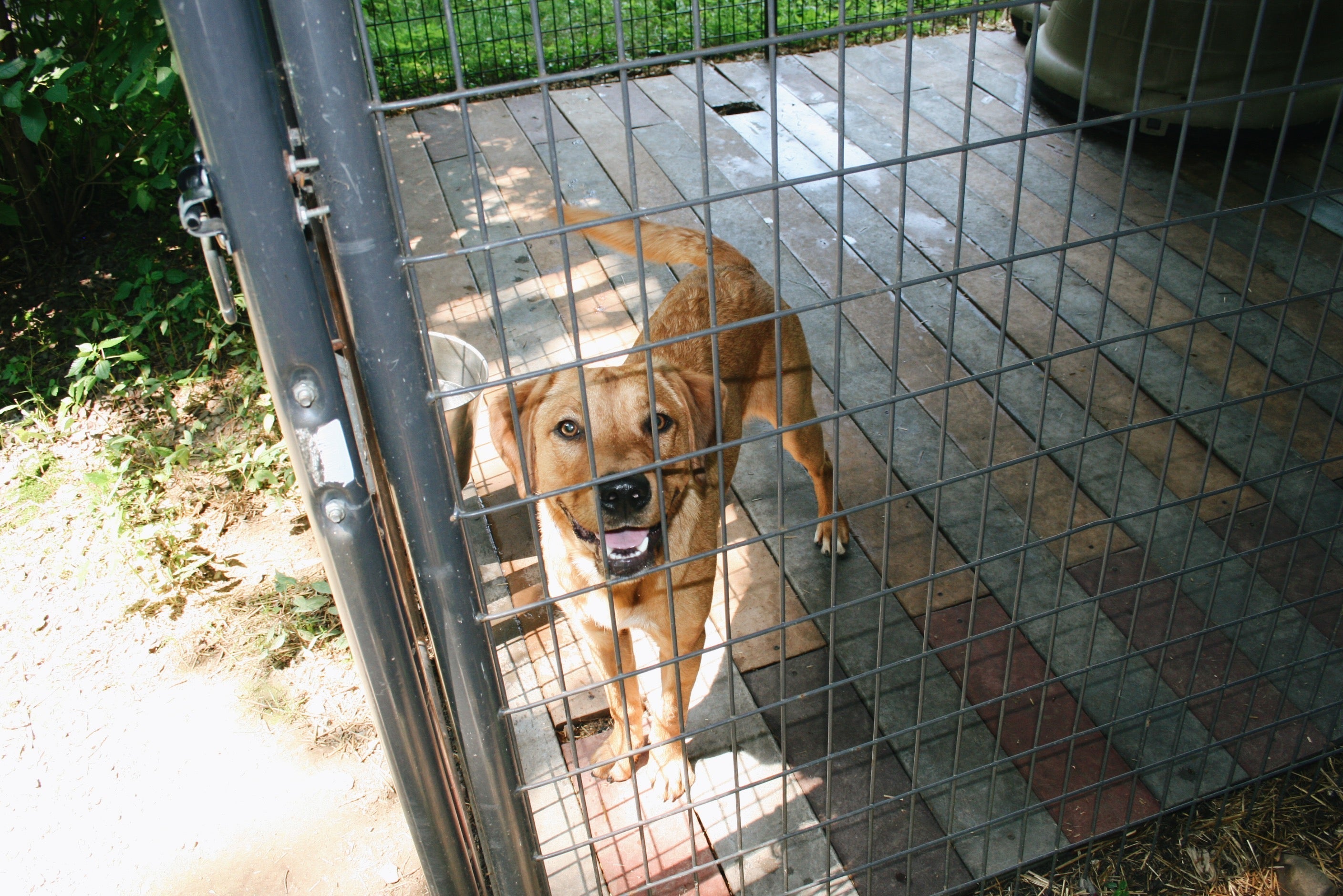 Kill vs. No-Kill: The Labels That Oversimplify Animal Welfare