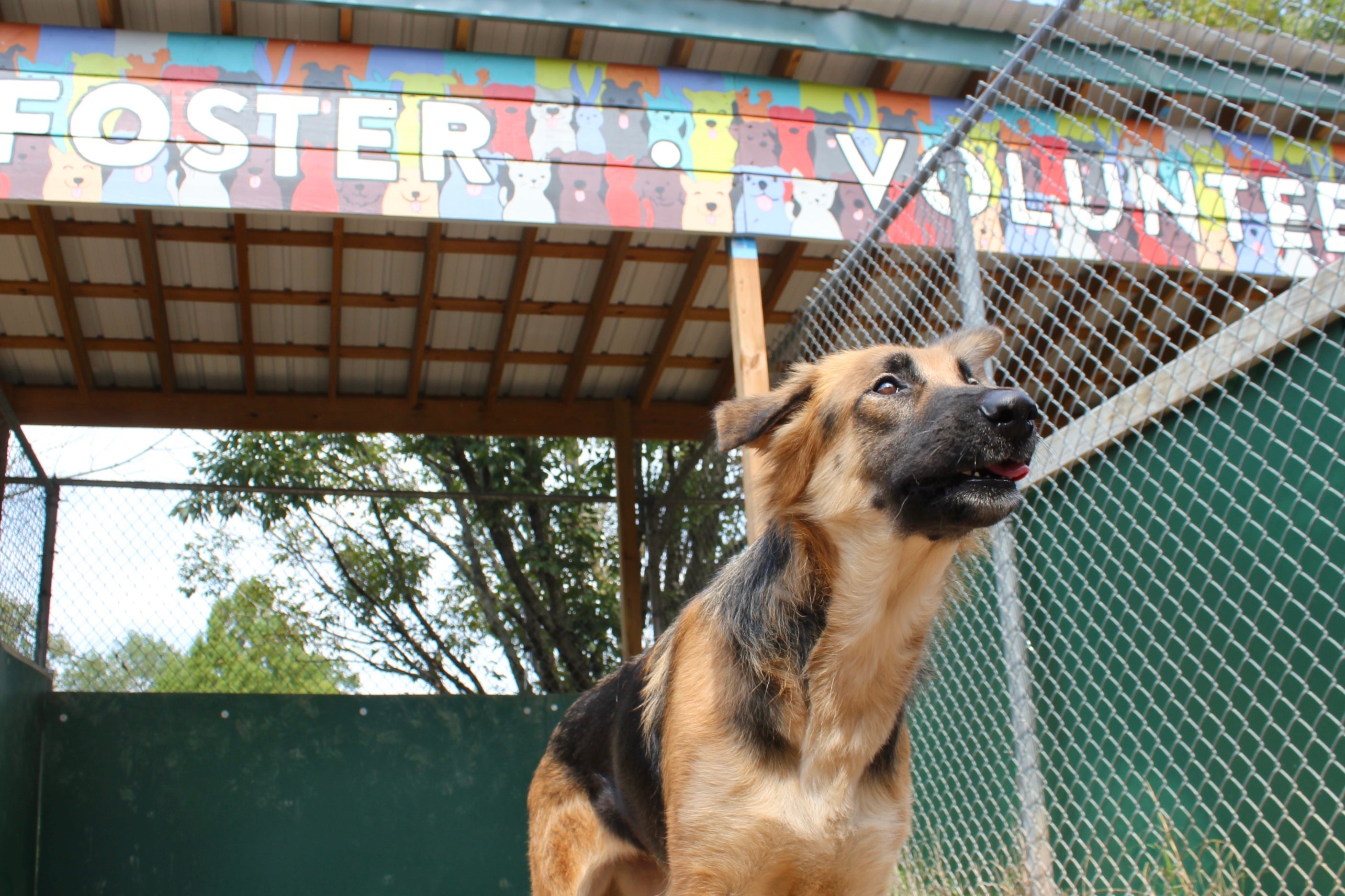 Lending a Paw: How You Can Help Rescue Dogs Near You