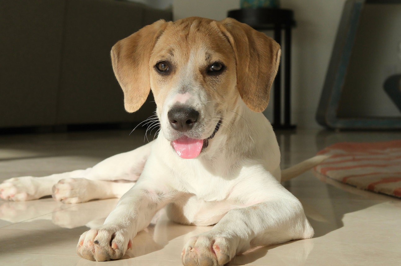 Fostering Saves Lives: The Simple Way to Help Shelter Dogs