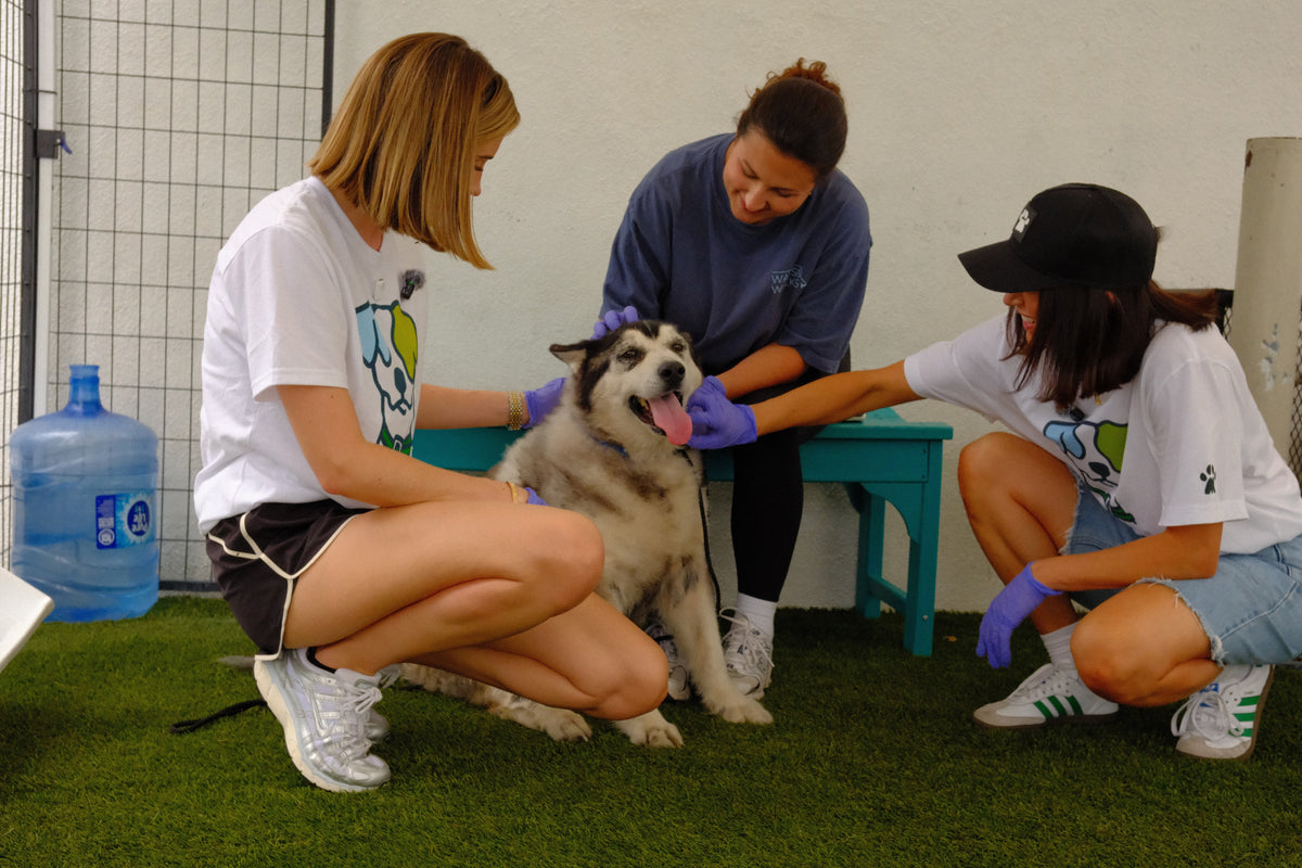Rescue Collaborations