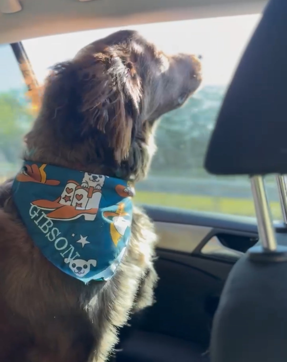 Mutt Dog Bandana (2-pack)